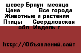 шевер Браун 2месяца › Цена ­ 200 - Все города Животные и растения » Птицы   . Свердловская обл.,Ивдель г.